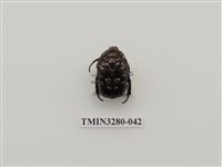 藏品(東方白點花金龜)的圖片
